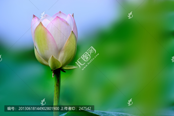荷花