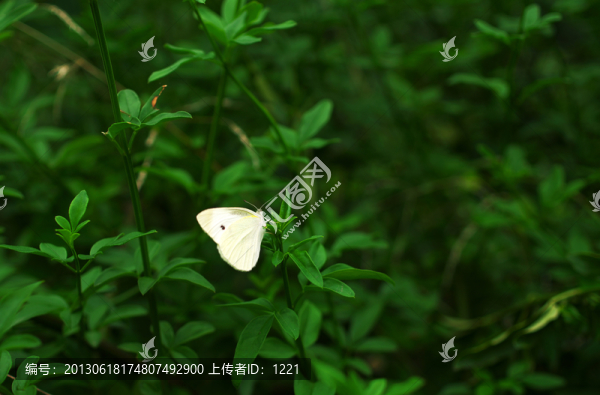 自然蝴蝶