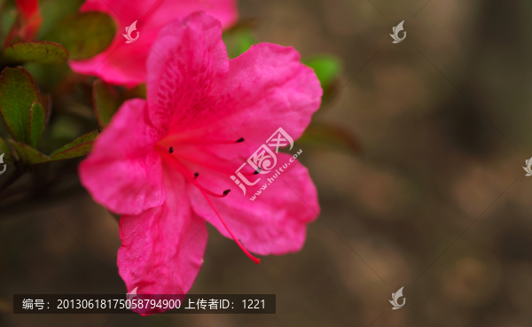 杜鵑花