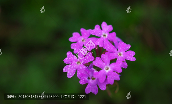 清新紫花