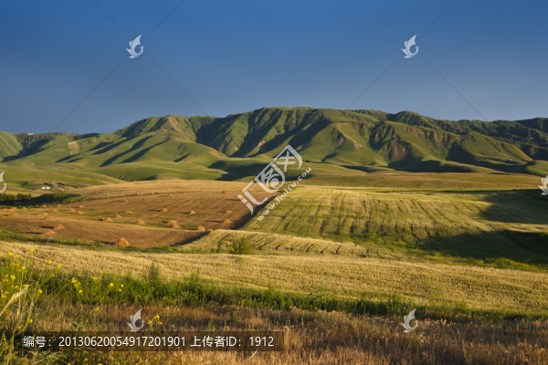 田野