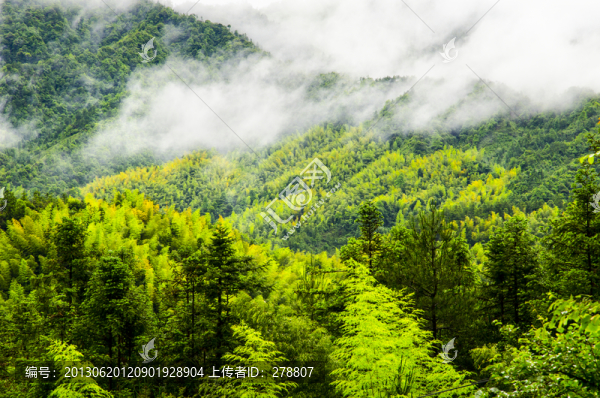 山竹