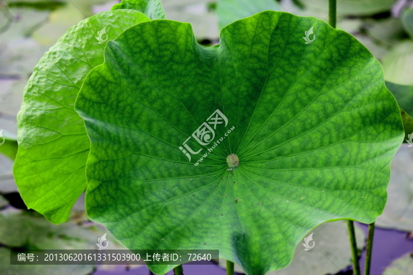 荷葉