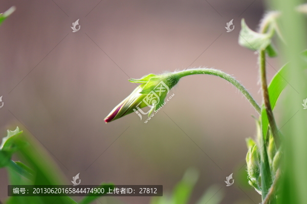 花卉