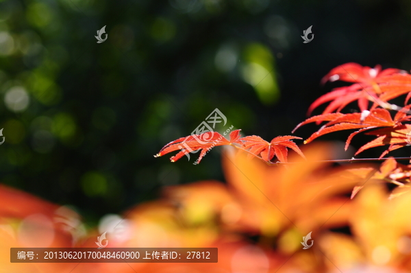 紅葉