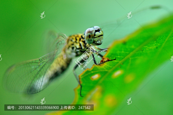 蜻蜓