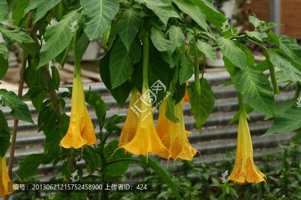 曼陀羅