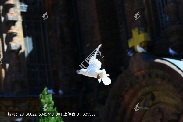 鴿子