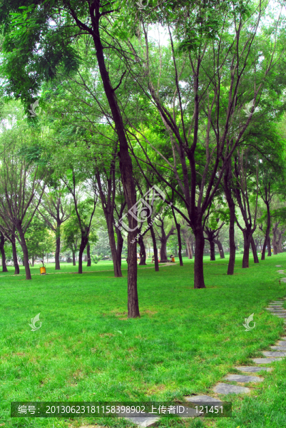 樹林,休閑
