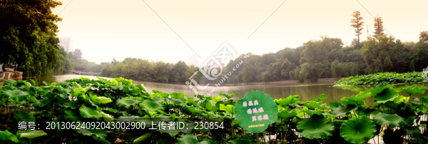 合肥包河公園,荷葉荷花