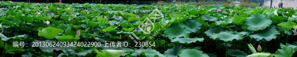 合肥包河公園,荷葉荷花