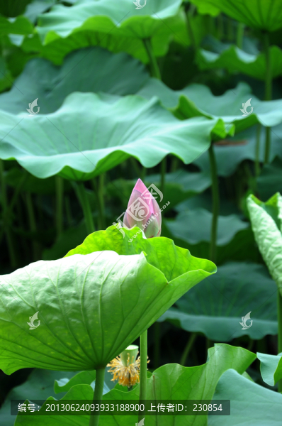 合肥包河公園,荷葉荷花