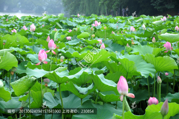 合肥包河公園,荷葉荷花