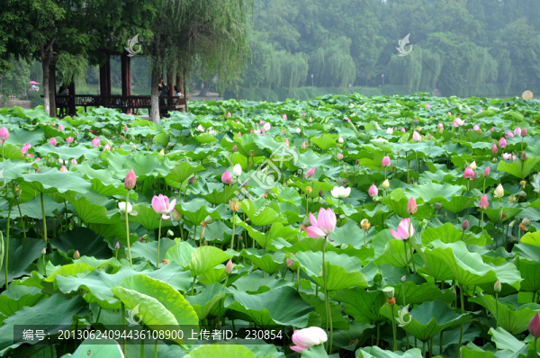 合肥包河公園,荷葉荷花