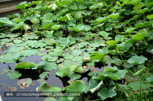 合肥包河公園,荷葉荷花