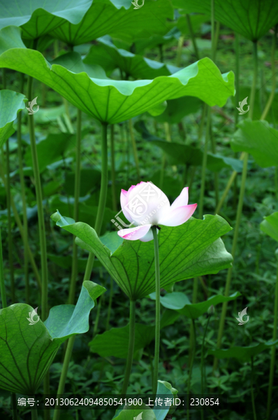 合肥包河公園,荷葉荷花