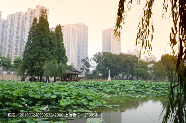 合肥包河公園,荷葉荷花