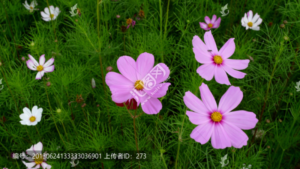 格?；? title=
