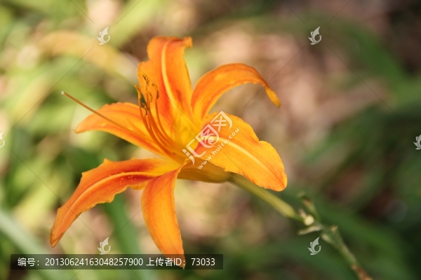 黃花菜