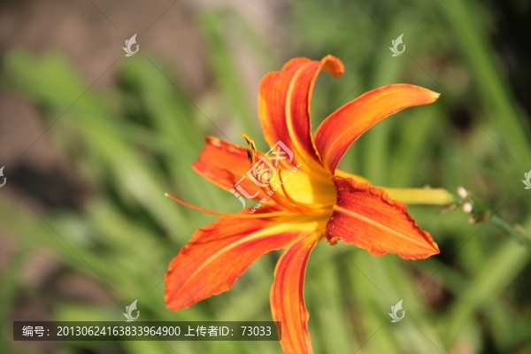 萱草忘憂草
