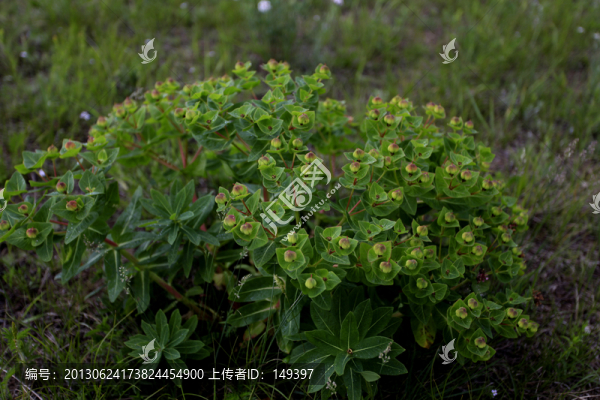 草原植物