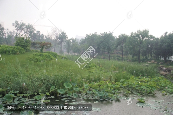 雨天天津北寧公園荷塘