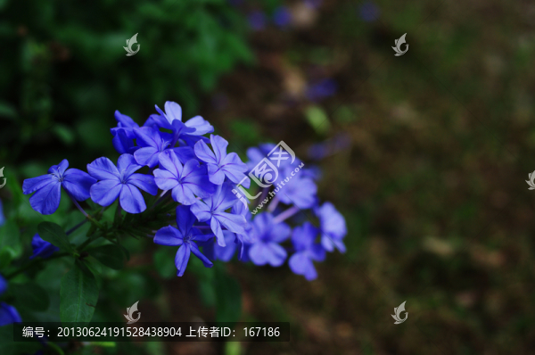 藍(lán)雪花