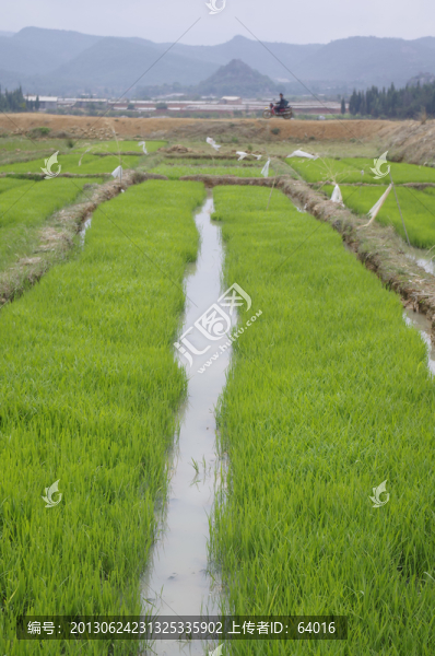 麥田