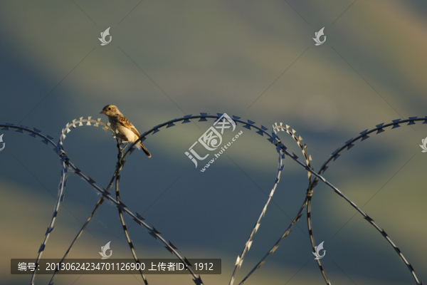 鳥