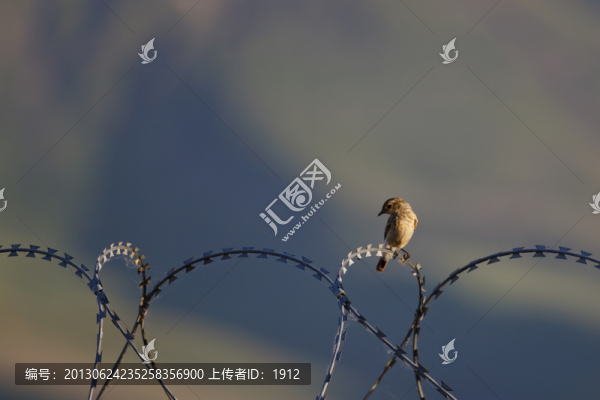 鳥