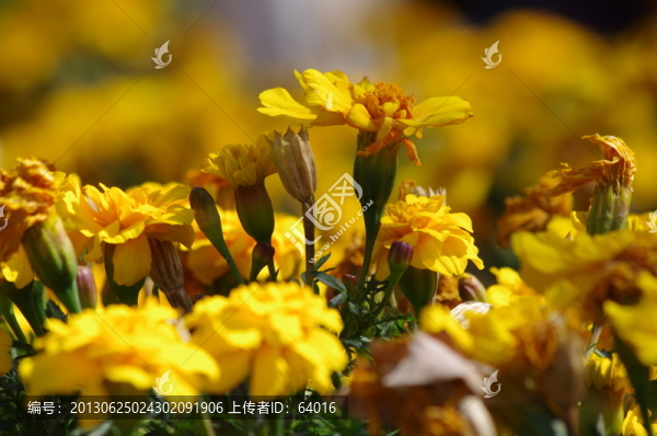 萬壽菊