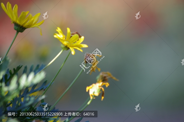 菊花