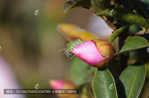 茶花