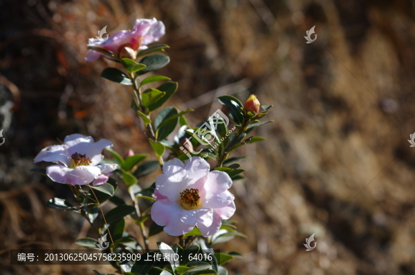 茶花