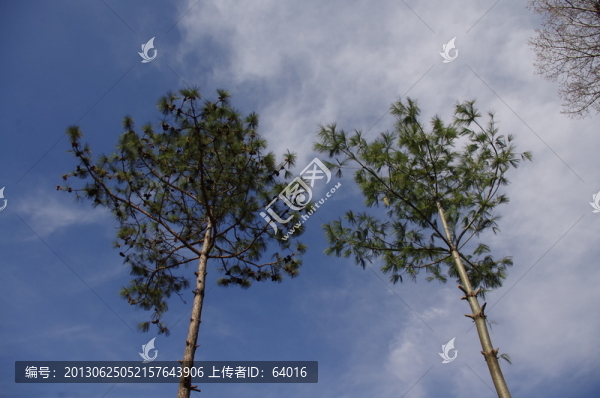 樹木