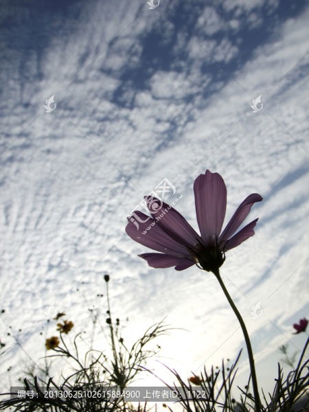 小花
