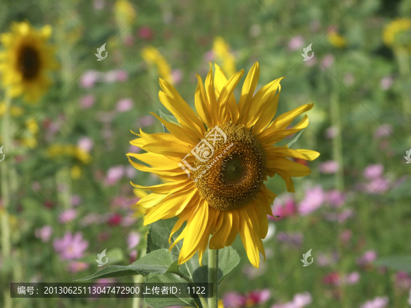 向日葵