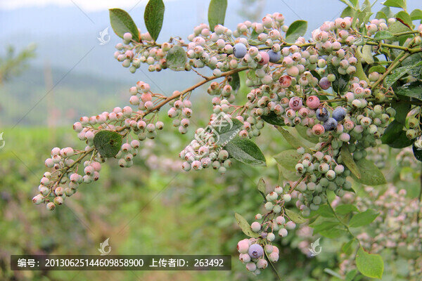 藍(lán)莓