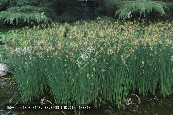 水生植物