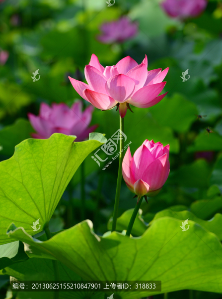 荷花