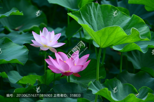 荷花