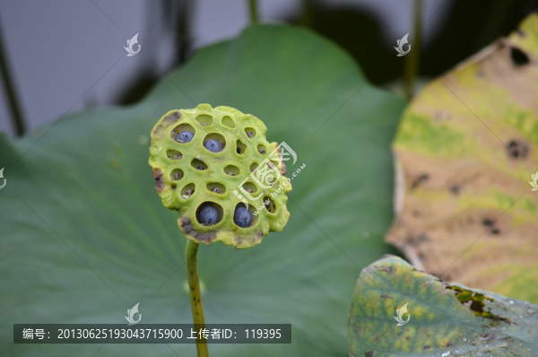 蓮蓬
