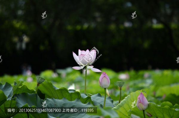 荷花