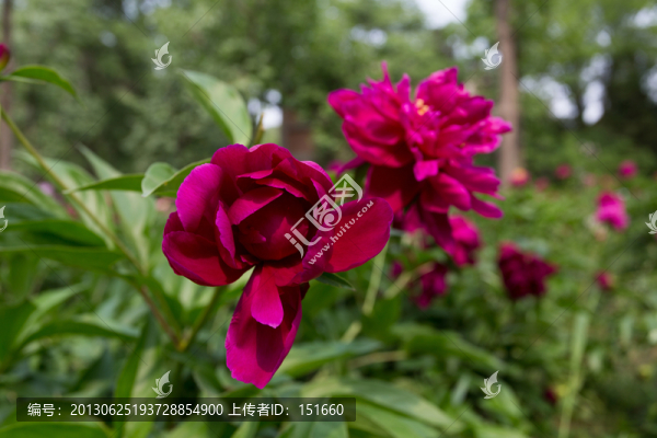 紅色芍藥花