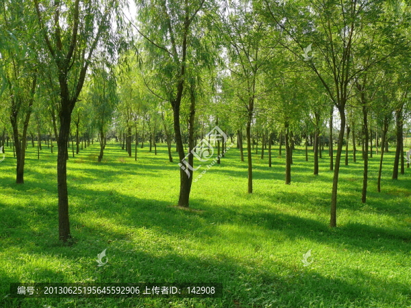 草地和小樹林