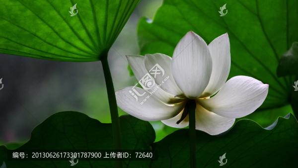 荷花