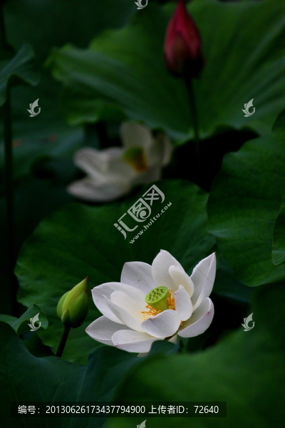 荷花