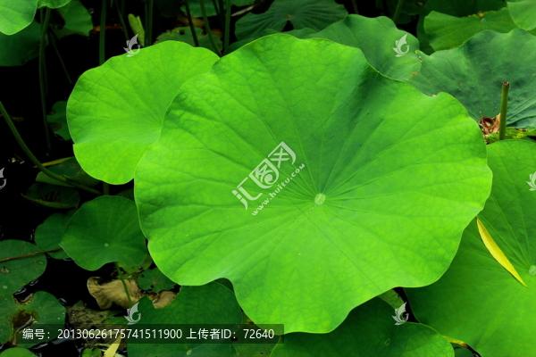 荷葉
