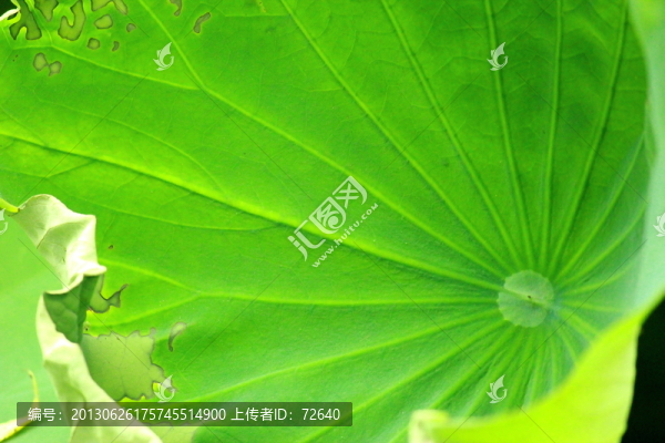 荷葉