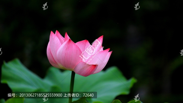 紅荷花